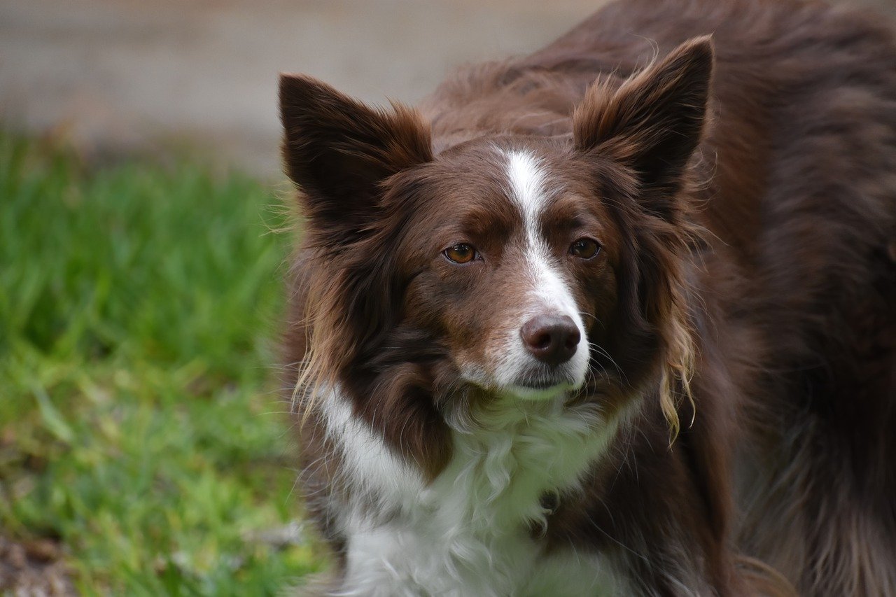 Border Collie performing agility